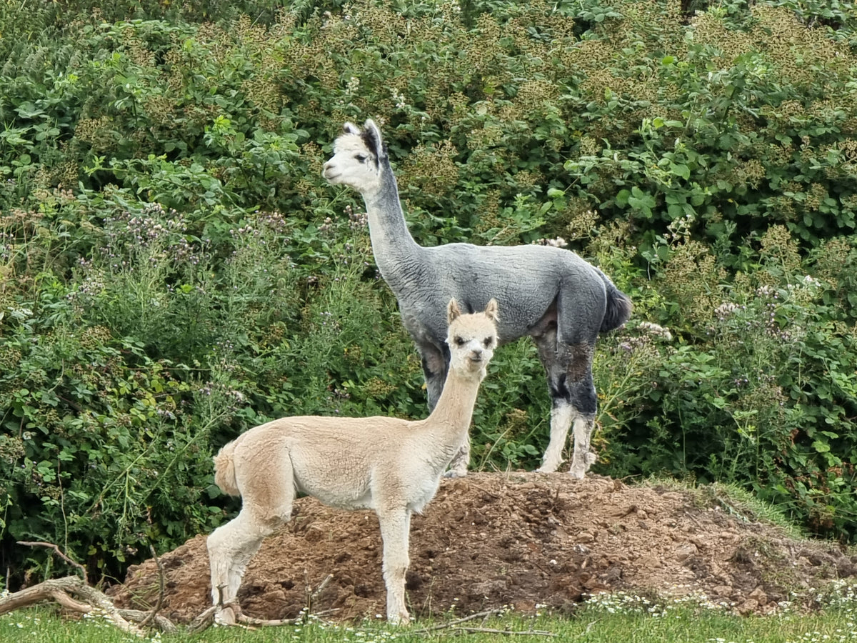 Alpacas on Yorkshire Garden Buildings showsite