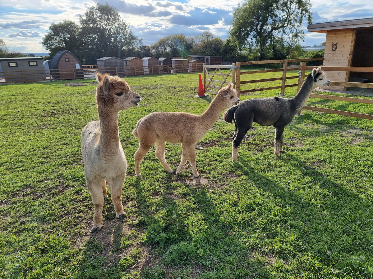 Alpacas on Yorkshire Garden Buildings showsite
